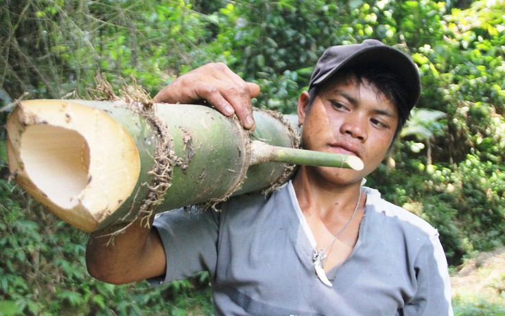 Kỳ thú tre khổng lồ