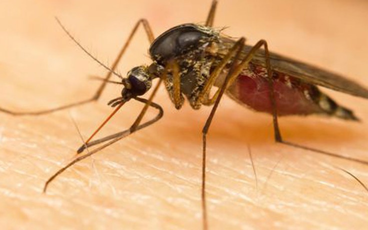 Tuyệt chiêu đuổi muỗi ra khỏi nhà trong mùa dịch sốt xuất huyết