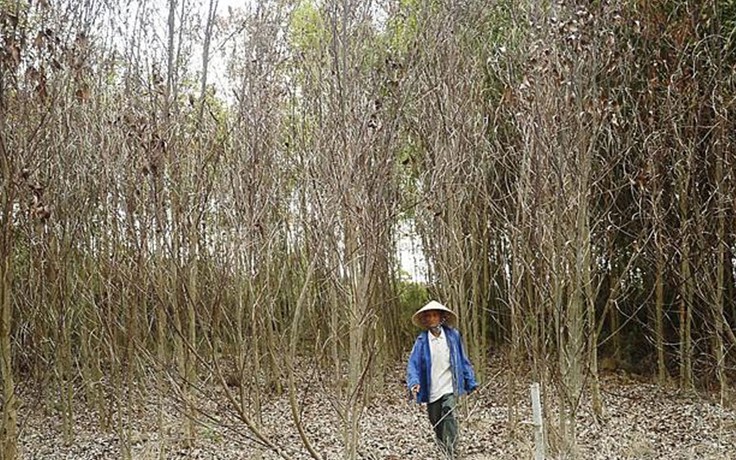 Hàng ngàn héc ta rừng chết khô vì nắng nóng