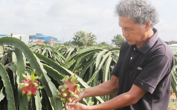 Lợi ích bất ngờ từ thảm hoa mười giờ dưới tán thanh long