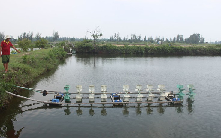 Tôm chết vì dịch, hàng trăm ao nuôi bỏ hoang