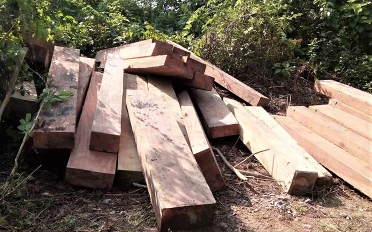 Nguyên trạm trưởng bảo vệ rừng bị khởi tố vì để xảy ra phá rừng
