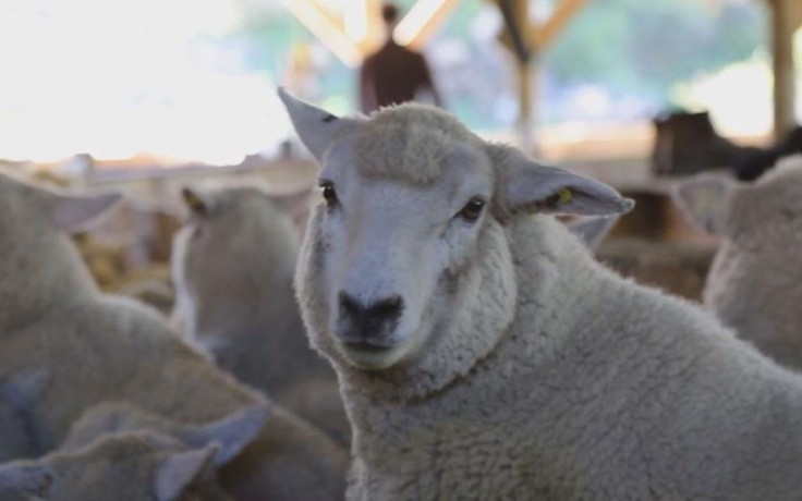 New Zealand phát triển giống cừu 'xanh'