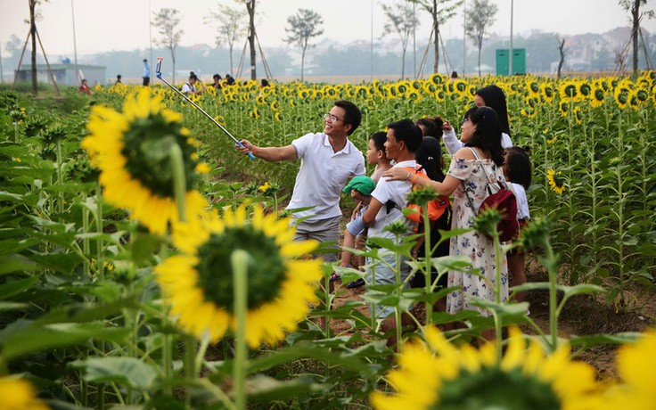 Người Sài Gòn đổ xô đi ngắm hoa hướng dương rực rỡ chào năm mới 2020