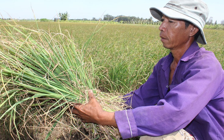 Lúa cháy khô, cây trái héo rũ vì hạn, mặn