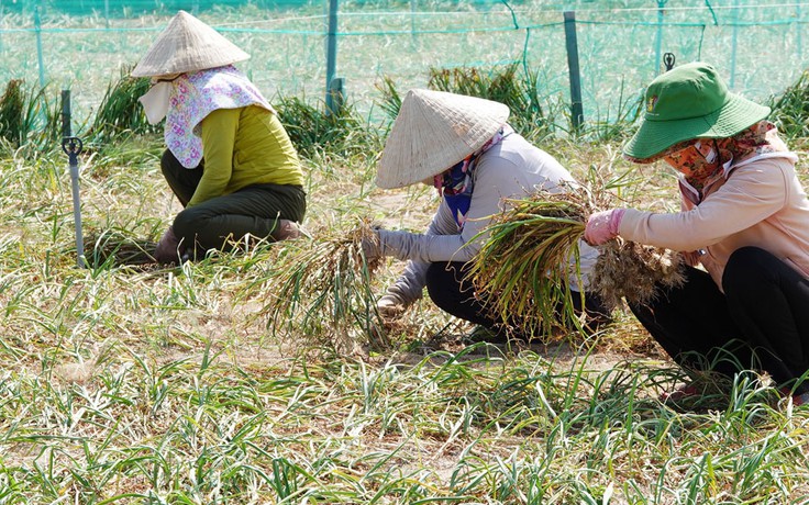 Nỗi niềm tỏi trắng Lý Sơn