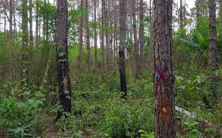 Lâm Đồng: Điều tra vụ người chết nằm trong rừng bị trúng đạn chì