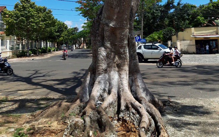 Kịp thời đốn hạ cây phượng cổ thụ sắp bật gốc trước trường học ở Bảo Lộc