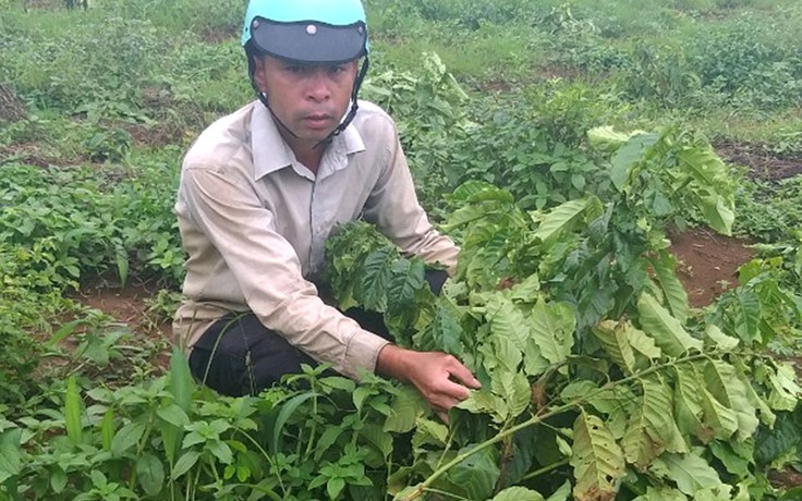 Lâm Đồng: Một hộ dân ở Di Linh lại bị chặt phá 180 cây cà phê