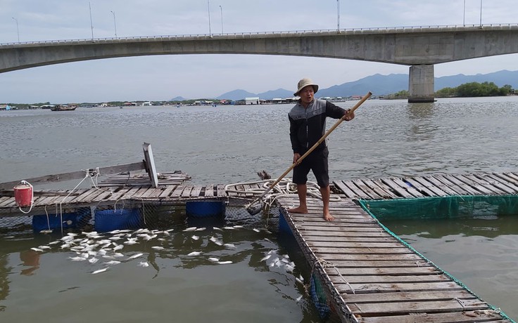 Cá nuôi lồng bè ở Long Sơn lại chết hàng loạt, dân thiệt hại tiền tỉ