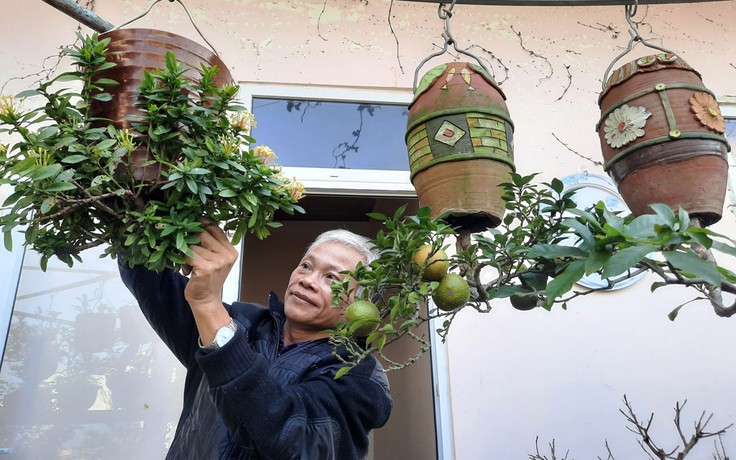 'Vua' bonsai ngược