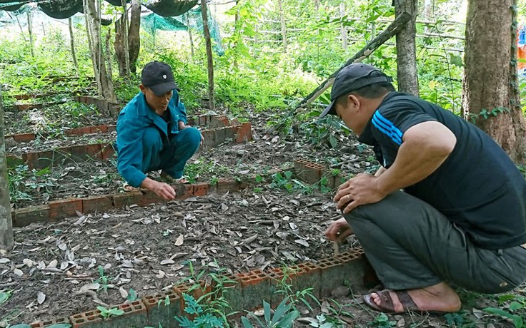 Bảo tồn giống cây quý hiếm