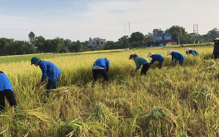 Những nông dân áo xanh ra đồng trong tâm dịch Covid-19