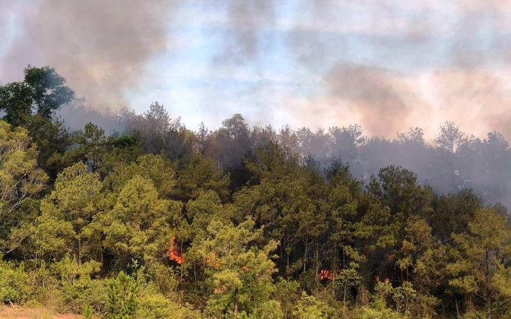 Quảng Ngãi xảy ra 12 vụ cháy rừng trong 6 tháng