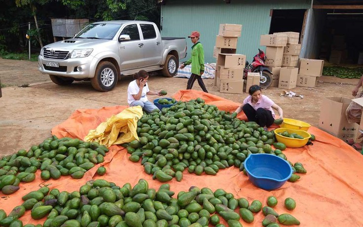 Chàng trai trồng bơ thu lãi 8 tỉ đồng/năm