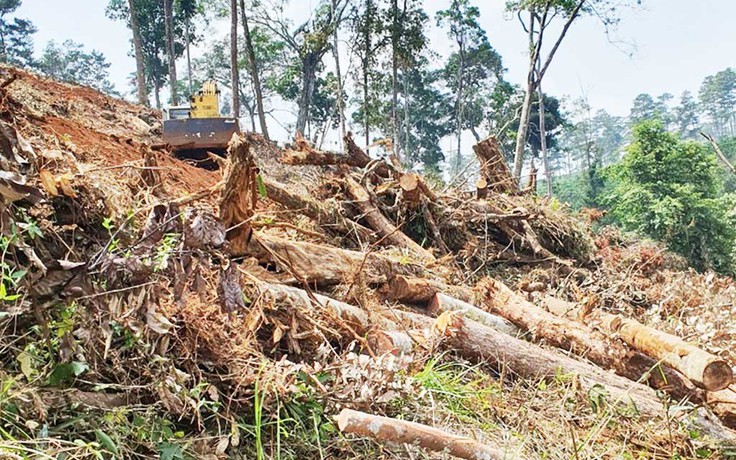 Lâm Đồng 4 năm thiệt hại hơn 204 ha rừng