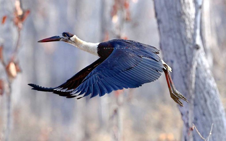 Chim trời phiêu du ký: Kỳ thú săn ảnh chim quý
