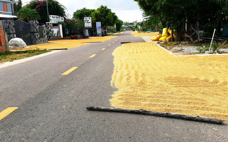 Nguy hiểm khi phơi lúa trên đường