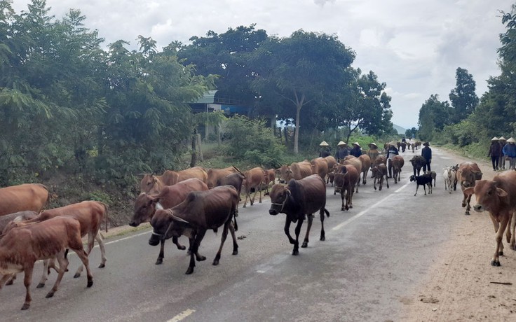 Đàn bò nơi 'chảo lửa' Krông Pa