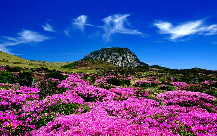 Ngắm vàng trong khu di sản của Hàn Quốc được UNESCO vinh danh