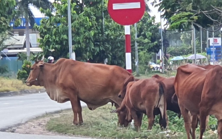 Đàn bò nguy hiểm