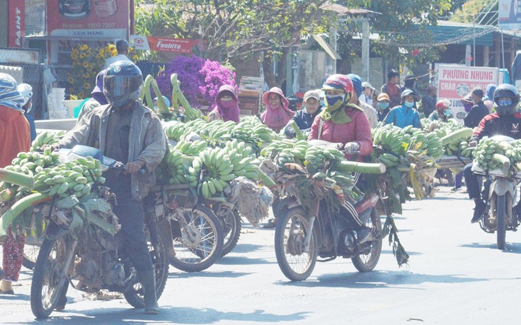 Nghề... chạy theo tết: Chuối cúng, ai bán ai mua?