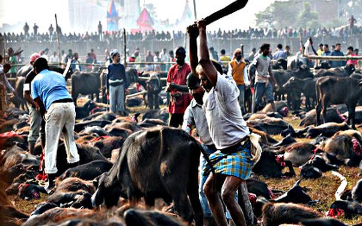 Nepal bỏ nghi lễ thảm sát gia súc để tế thần