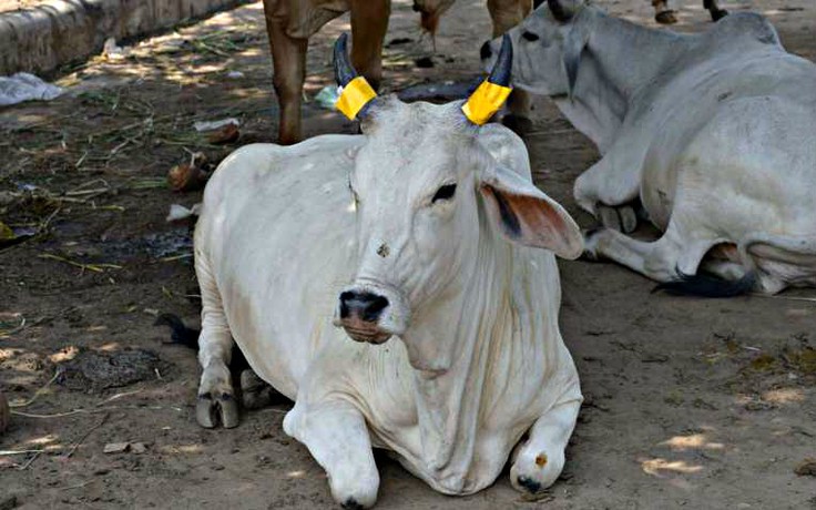 Nghi mua bán bò, dân làng đánh chết 1 thanh niên ở Ấn Độ