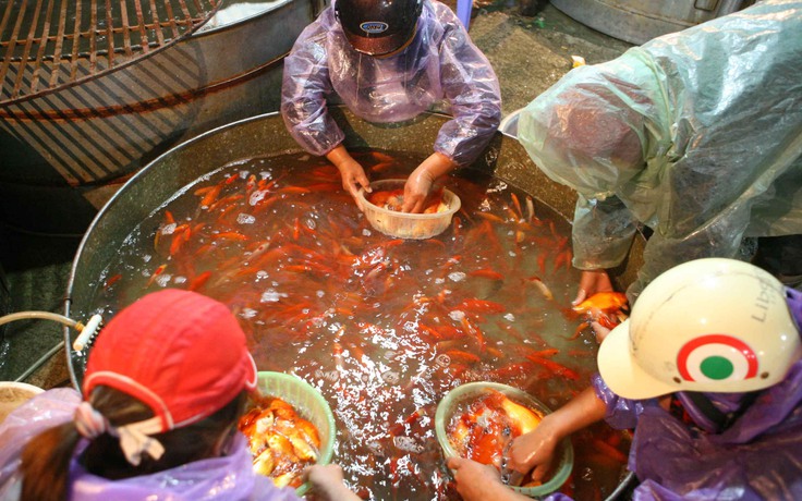 Hàng tấn cá chép cúng ông Công, ông Táo bày bán tại chợ Yên Sở