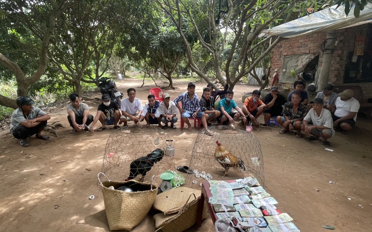 Vĩnh Long: Bắt 17 người đá gà ăn tiền trong vườn nhãn cù lao Minh