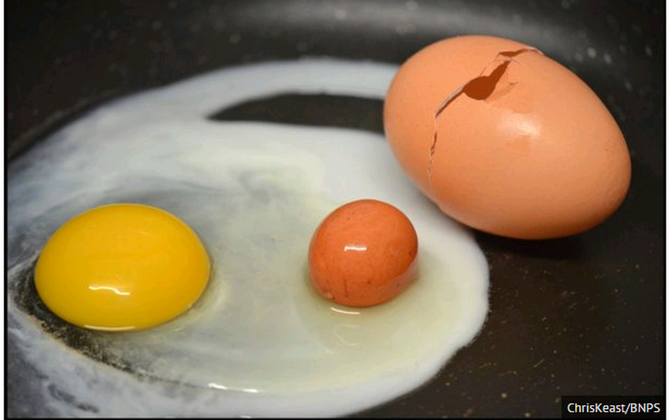 Kỳ lạ trứng trong trứng