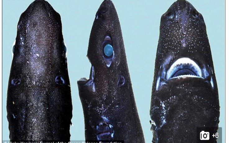 Phát hiện loài cá mập phát sáng trong bóng tối
