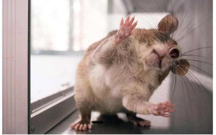 Chẩn đoán bệnh lao bằng... chuột khổng lồ