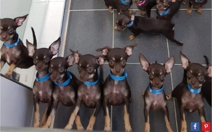 Được nhân bản 49 lần, chú chó Chihuahua đi vào sách Kỷ lục Guinness