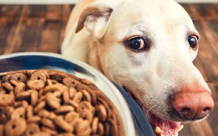 Chuyện lạ: Chủ công ty ăn thực phẩm dành cho chó suốt 30 ngày