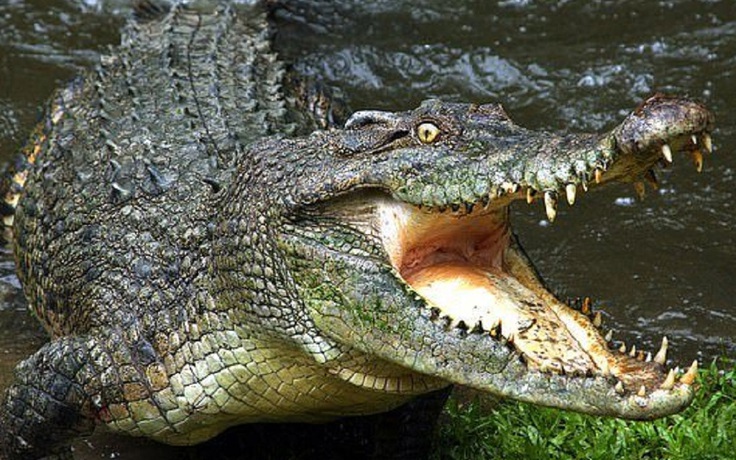 Anh cứu em gái bị con cá sấu dài hơn 4 mét ngoạm vào chân