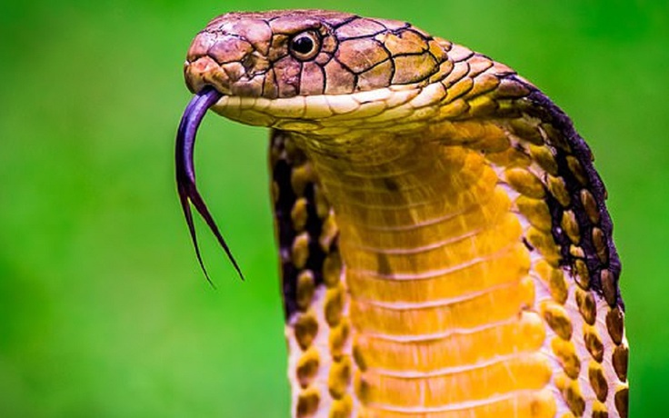 Con người có thể có nọc độc như rắn trong tương lai?