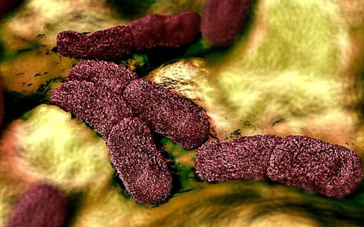 Khoa học cảnh báo về siêu vi khuẩn kháng thuốc gây bệnh dịch hạch