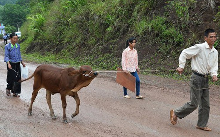 Tạm dừng trao bò giống giúp người nghèo do dịch bệnh
