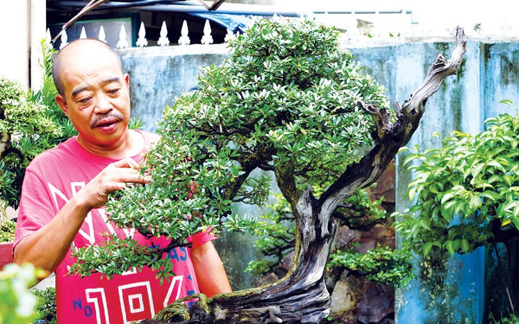 Bonsai miền Trung