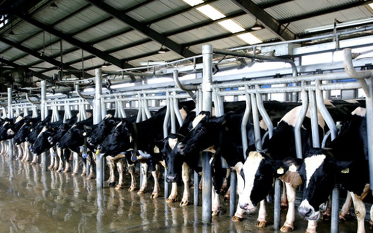 Siêu dự án nông nghiệp - Kỳ 4: Trại bò sữa hiện đại nhất Đông Nam Á