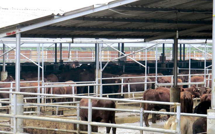 'Điếc mũi' vì trại bò Úc