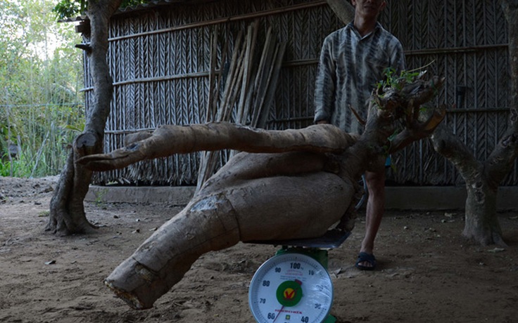 Đào được củ mì ‘khủng’ 57 kg ở Bến Tre
