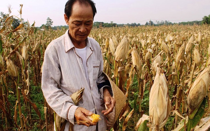 Trồng ngô ngọt, thu trái... đắng