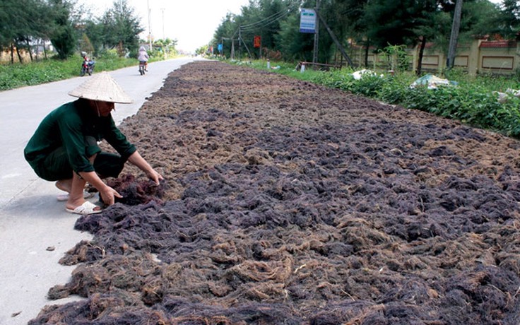 Dân bãi ngang kiếm hàng chục triệu nhờ ‘lộc trời cho’