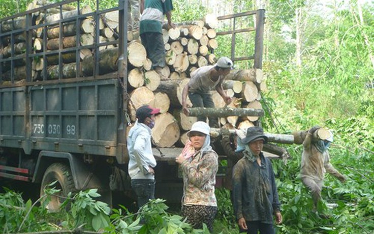 Chặt bỏ hàng trăm ha cao su