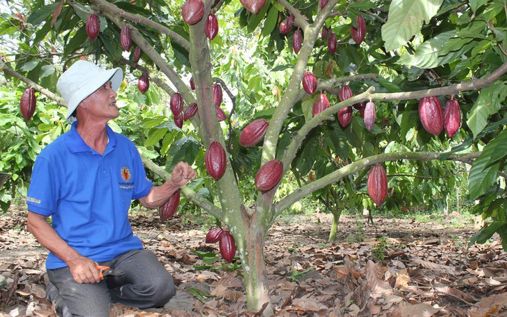 Giúp cây ca cao đứng vững