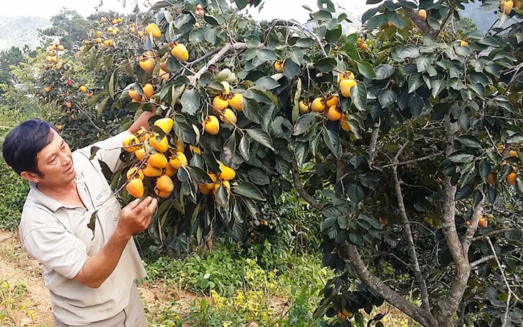 Hồng Đà Lạt rớt giá do tin đồn