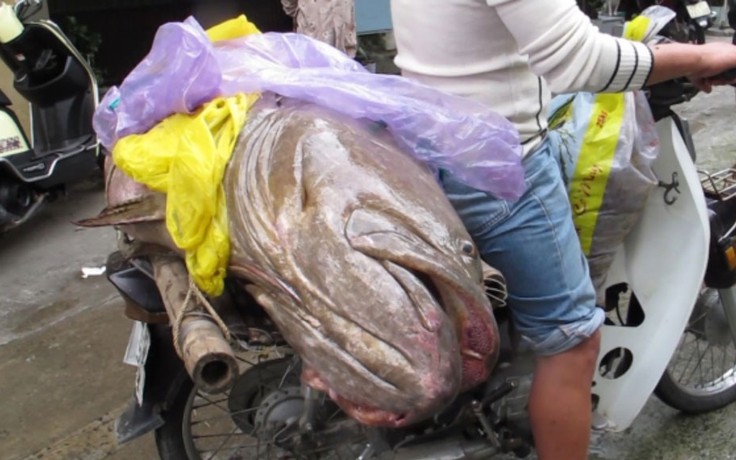 Bắt được cá mú 70 kg ở vịnh Đà Nẵng