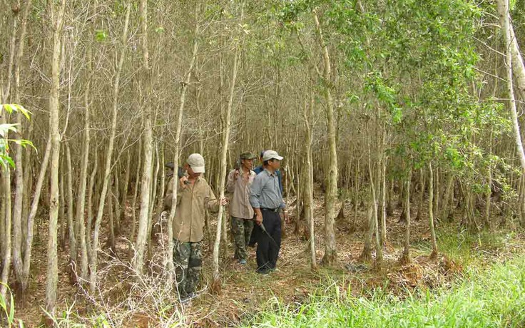 Dồn sức bảo vệ rừng